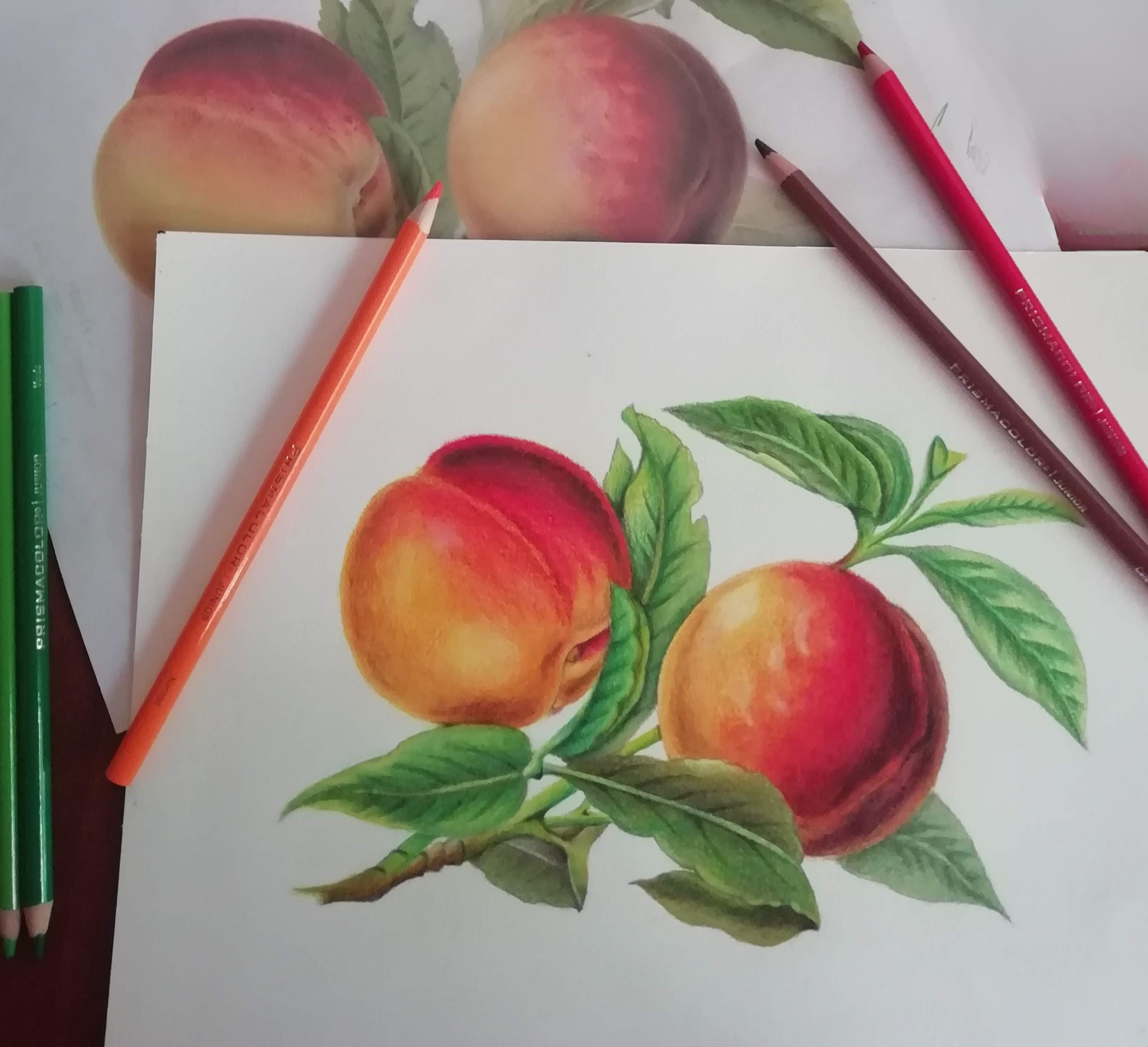 Duraznos hiperrealistas en lapices de colores - botanical colored pencil art