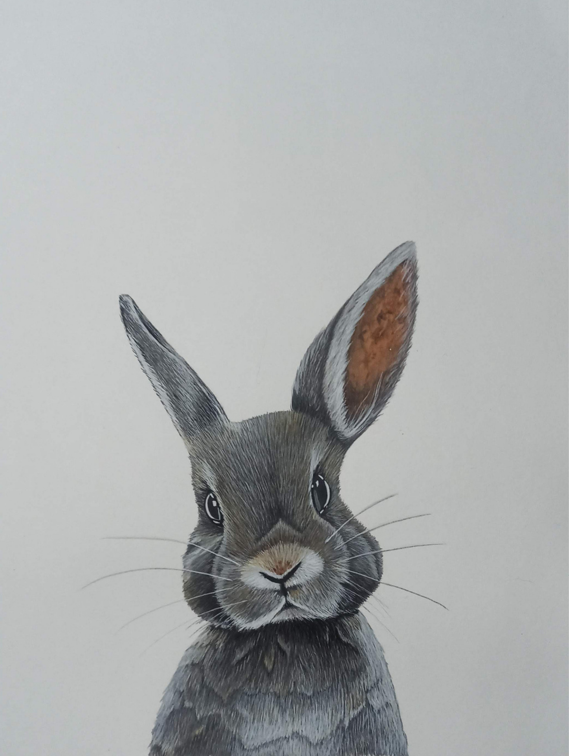 Retrato hiperrealista de conejo en acrilico - animal portrait art