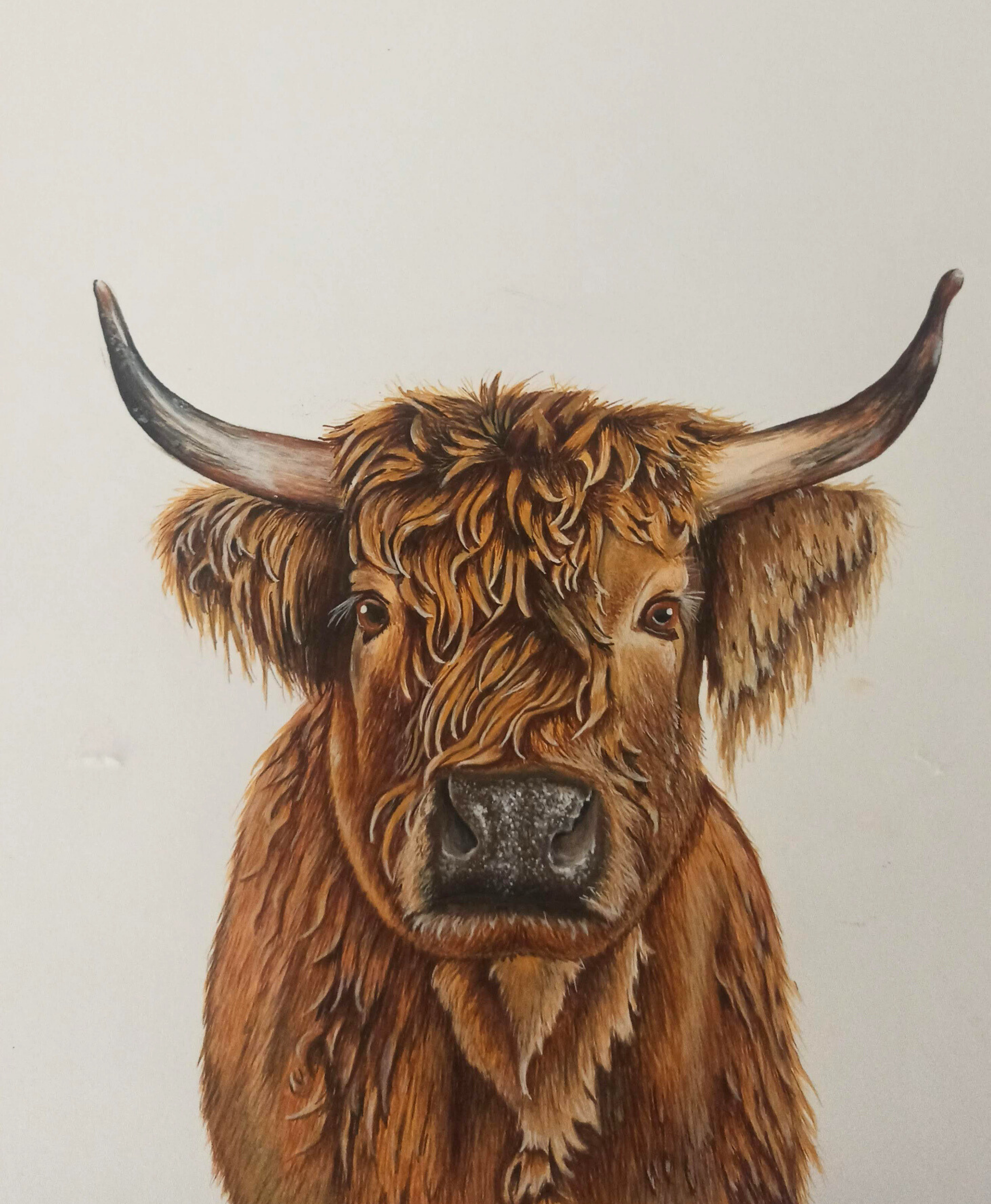 Retrato de vaca en acrilico sobre lienzo - cow portrait painting
