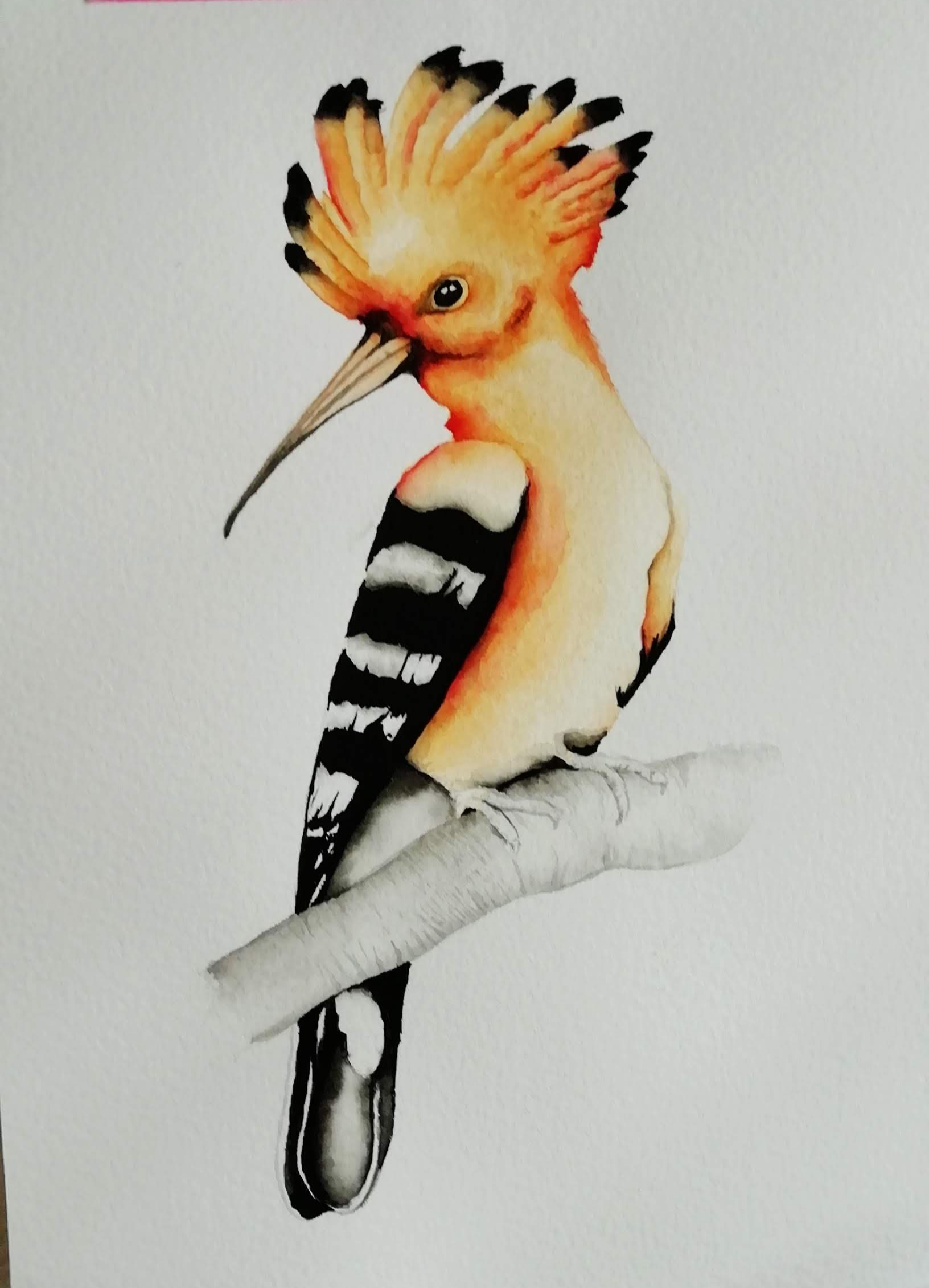 Pintura de abubilla en acuarela sobre lienzo - bird watercolor art