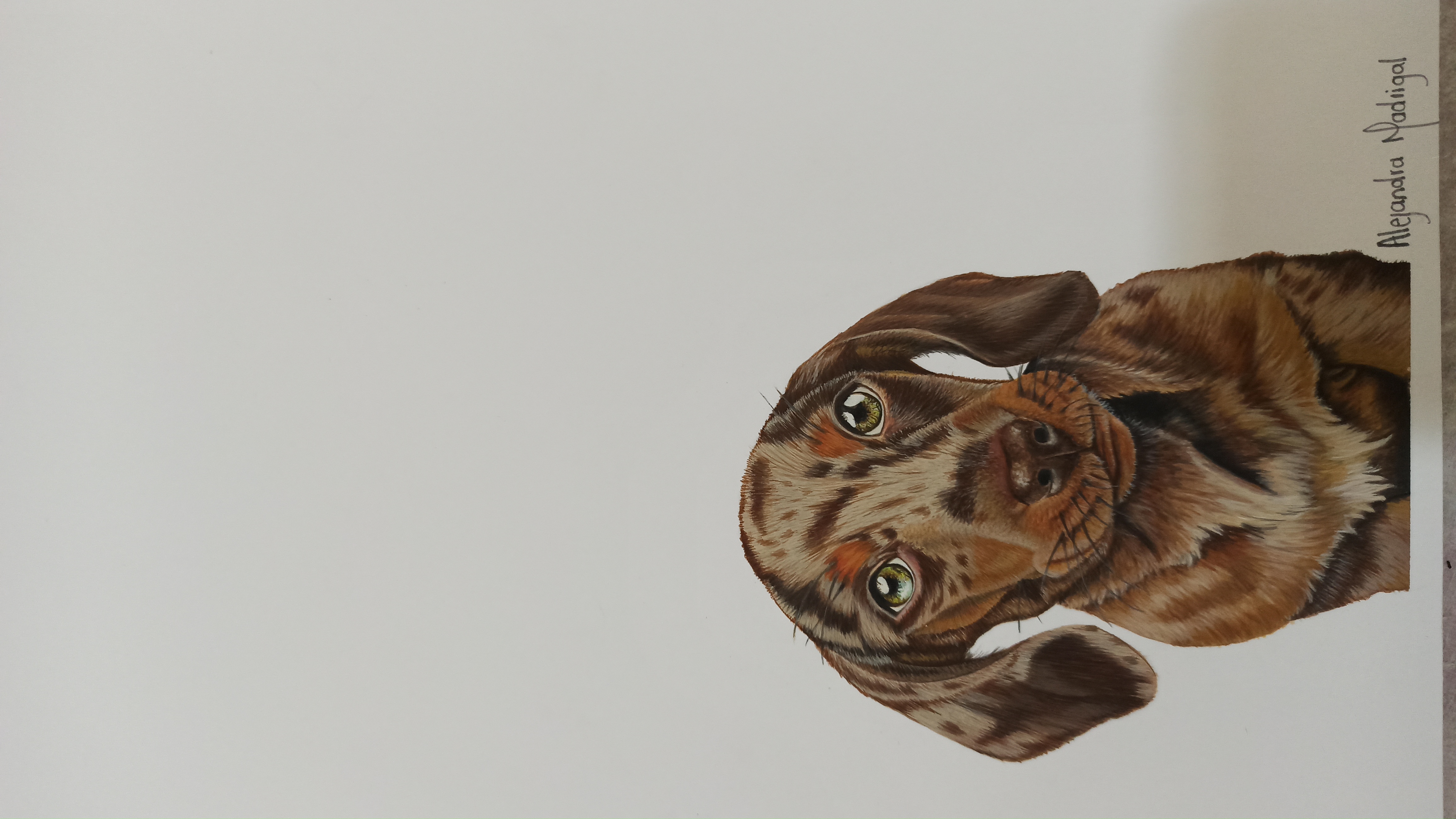 Pet portrait commission - realistic dog painting acrylic on canvas
